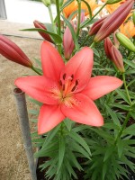 [5119 Carmine Diamond DJ No02.JPG]